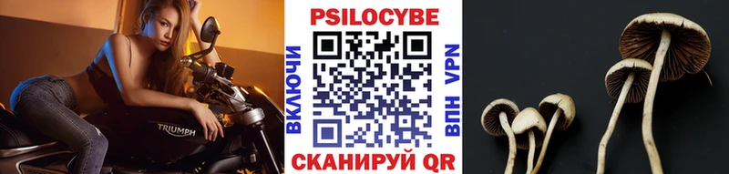 Псилоцибиновые грибы Psilocybe  как найти закладки  Трёхгорный 